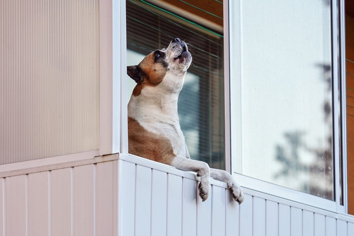 ベランダで遠吠えする茶白の犬