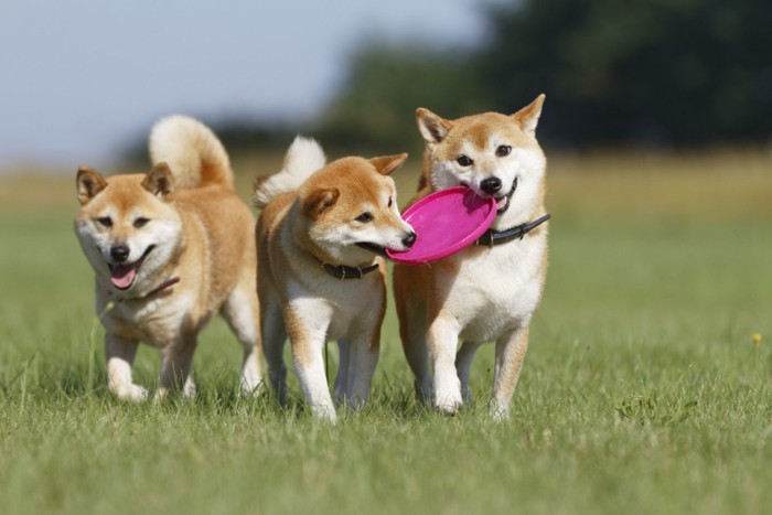 3頭でフリスビーを引っ張って遊ぶ柴犬