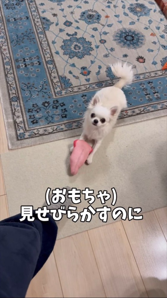 ピンクのおもちゃを飼い主さんに見せるチワワ