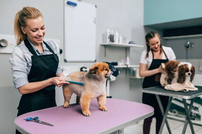 サロンでケアされる犬たち