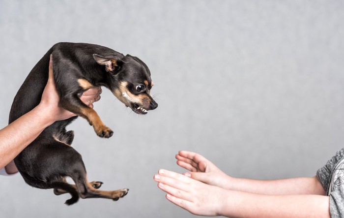 牙を出して威嚇する犬