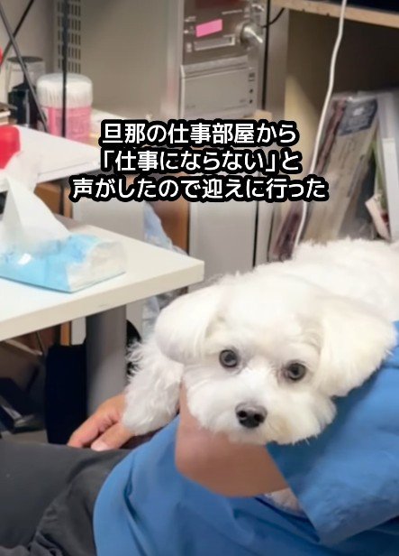 「いやだよ!」