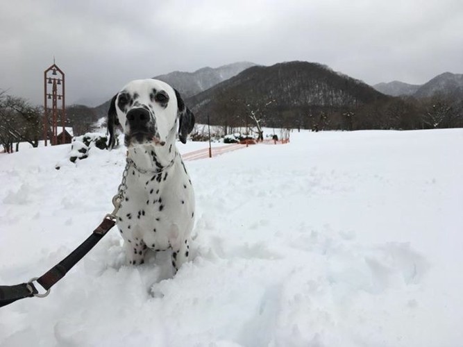 雪原のダルメシアン