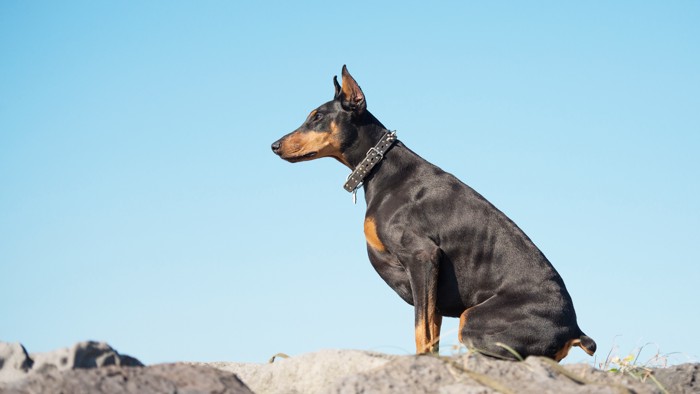 待っている犬