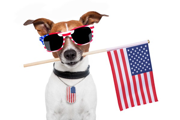 アメリカ犬