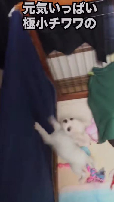 小さな体でコロコロ…