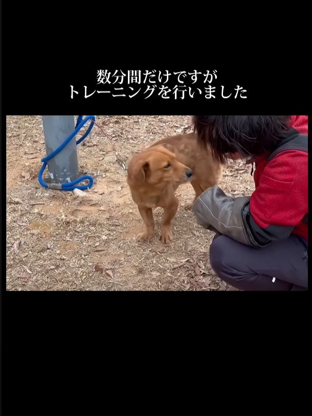 人のほうを向く犬