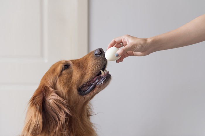 卵と犬