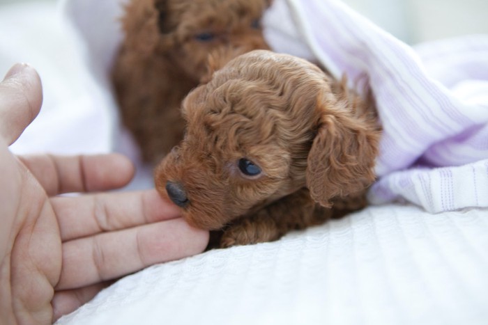 指をすう子犬