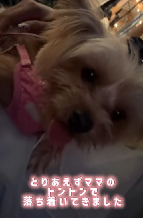 なでられる犬