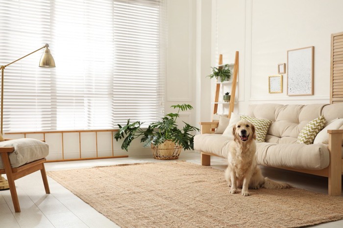 部屋と犬