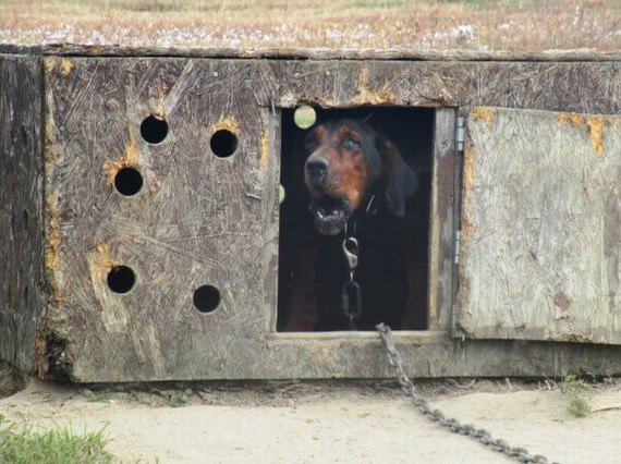 犬小屋で吠える犬