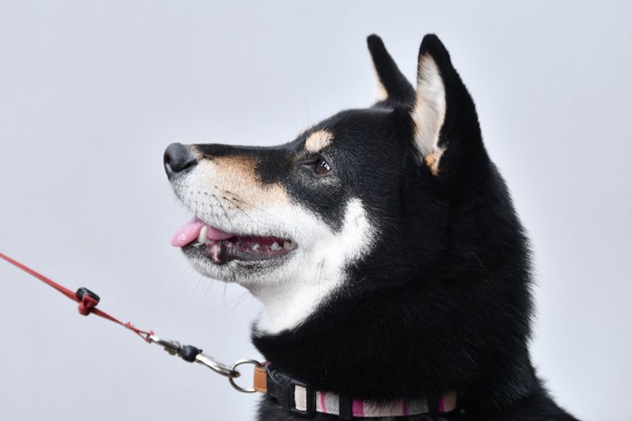 リードを付けた柴犬の横顔