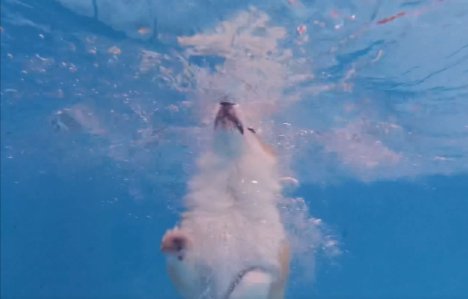 飛び込み