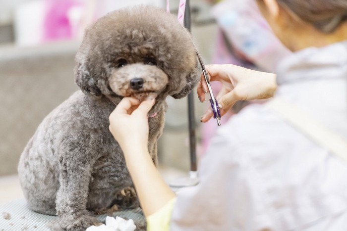 トリミング中にカメラ目線の犬