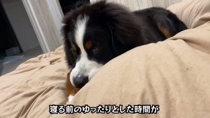 眠そうなどんちゃん