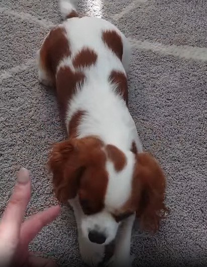 伏せる犬