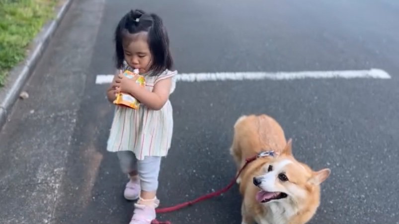 女の子を見守る犬