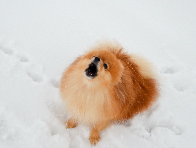 雪の上でこちらを見上げて吠えるポメラニアン