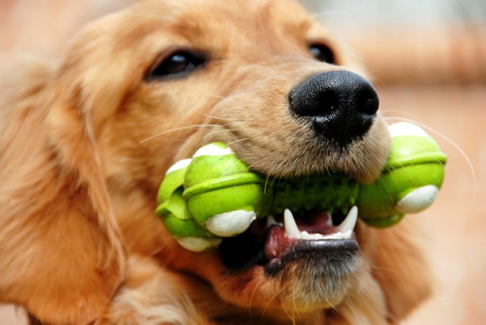 おもちゃを加えている犬のアップ