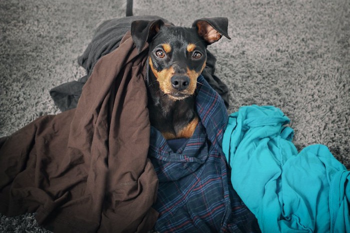 散らかった飼い主の服にまみれる犬