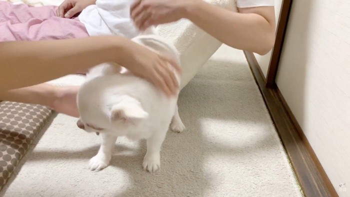 お姉ちゃんと喧嘩した時のコハクくん5