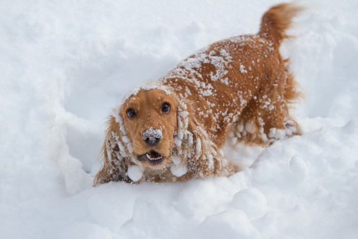 雪玉がついた犬