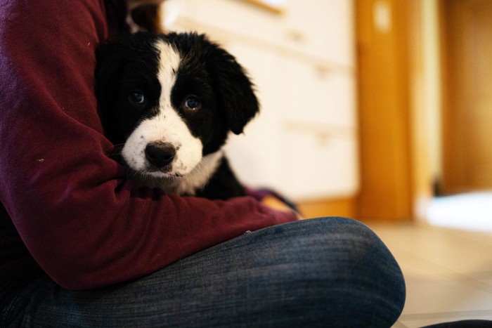 飼い主に抱っこされて怯えている犬