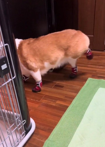 左の後ろ足をお尻の高さまで上げる犬