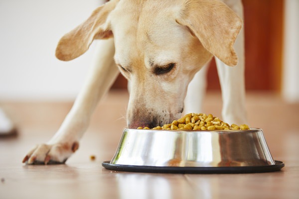 ご飯を食べる犬