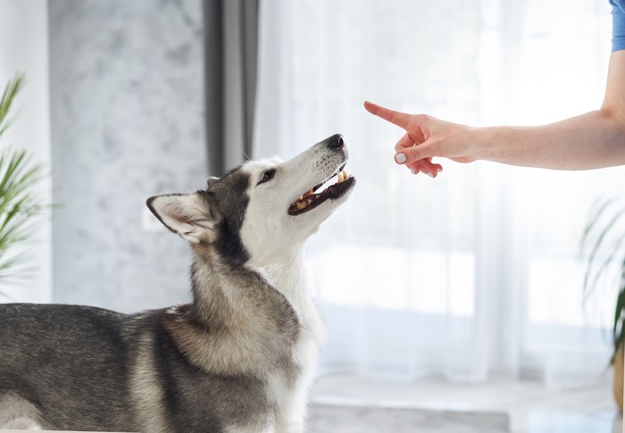 ハンドシグナルで注意されている犬