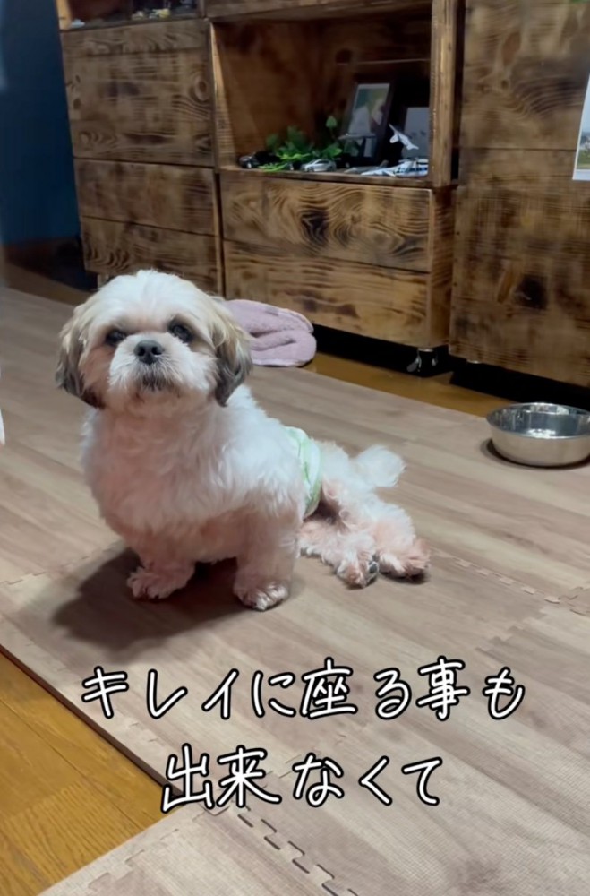 横座りになってしまう犬