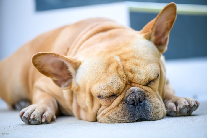 うつぶせ寝している犬