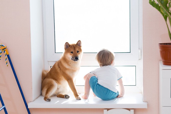 横座りの柴犬、窓辺