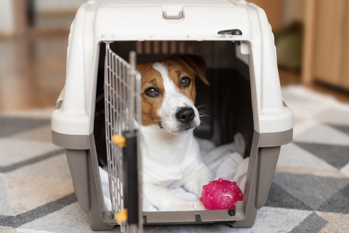 おもちゃと一緒にクレートに入る犬