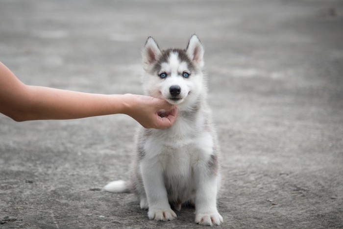 飼い主さんに顎を触られて座っている子犬