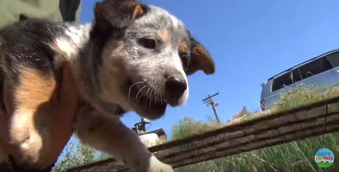 抱かれて運ばれる子犬