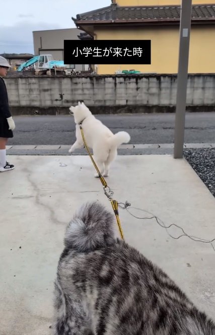 喜ぶこゆきちゃん