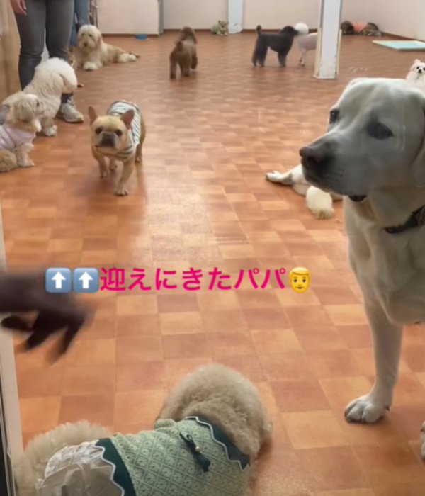 手を振るパパ