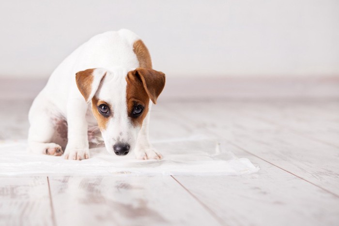 ペットシーツ上で困っている犬