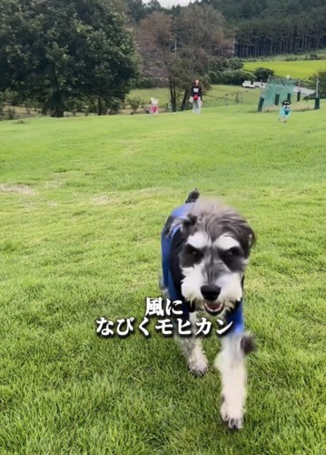 芝生を駆ける犬
