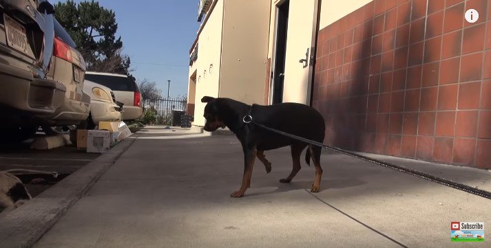 リードの輪につかまった犬