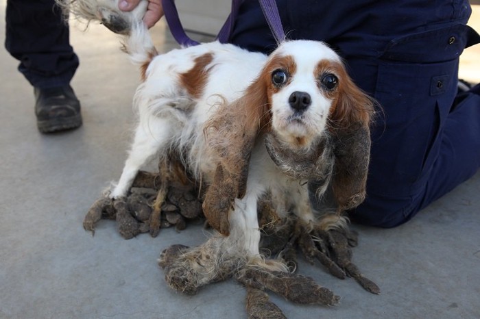 ドレッドヘアのような被毛の犬