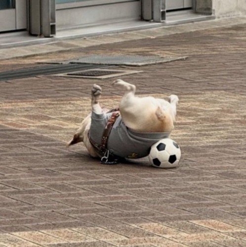 ひっくり返る姿が可愛い