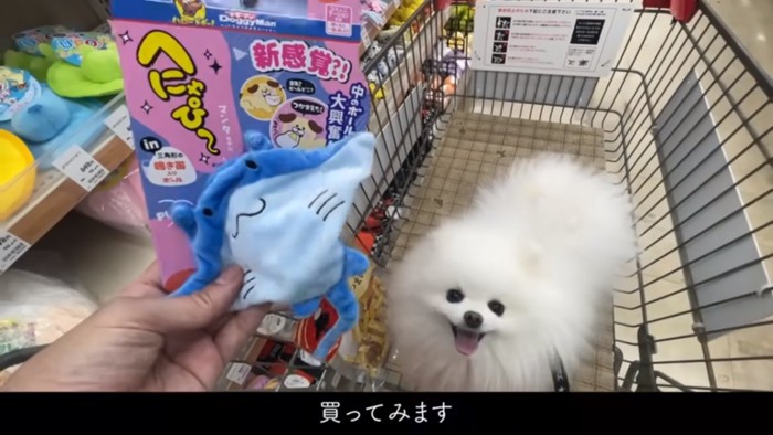 おもちゃもゲットしたマヨちゃん