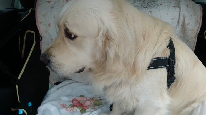 病院を嫌がるギンちゃん7