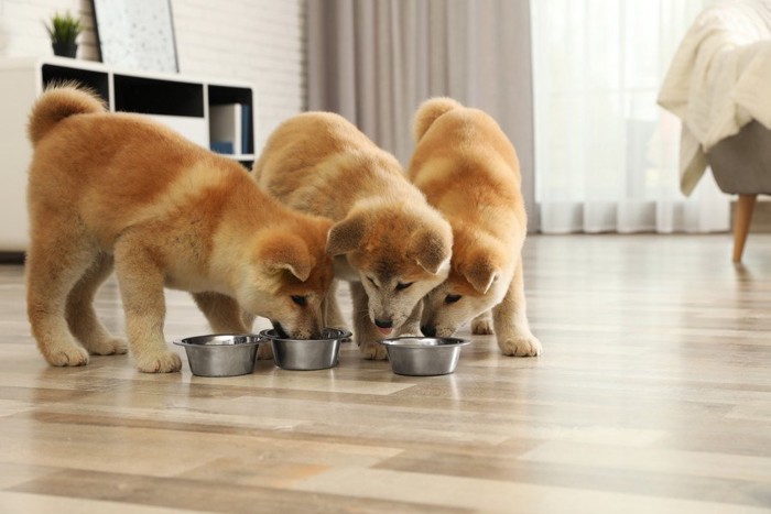 餌を食べる子犬