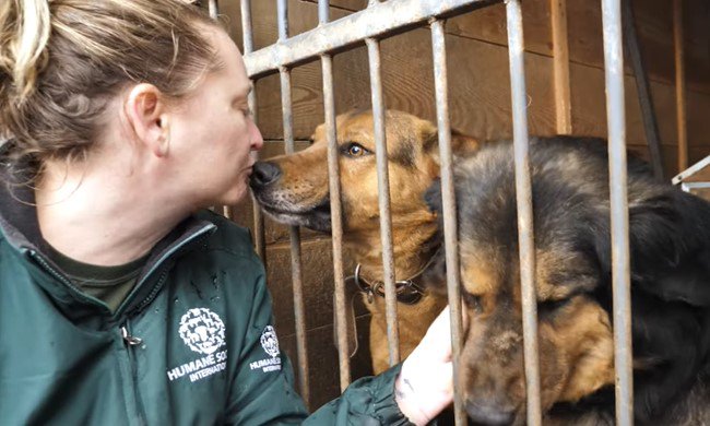 職員に顔を寄せる犬たち