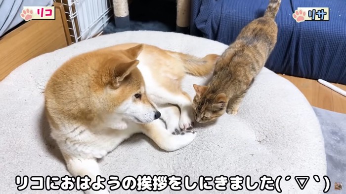 犬と猫