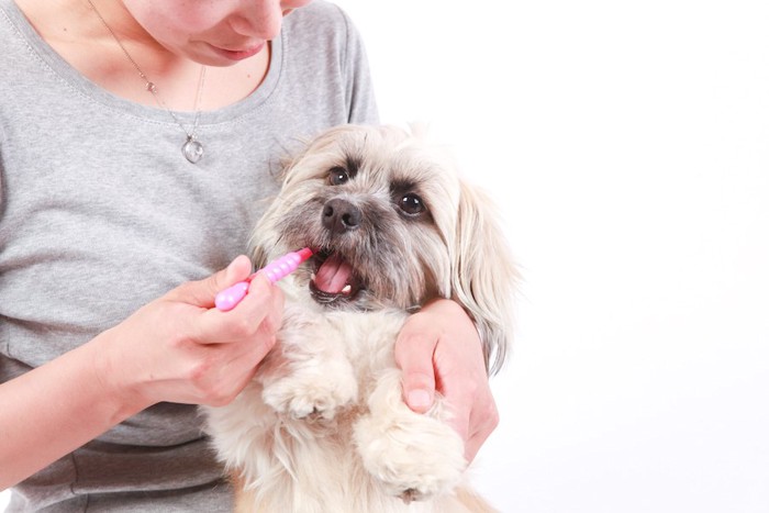 飼い主に歯磨きされている犬